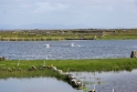 Estuary Ireland 1